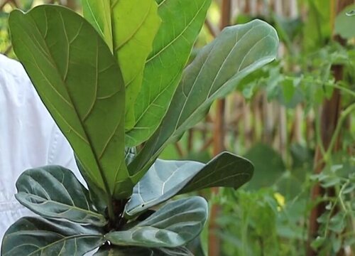 琴葉榕一定要及時的剪除細弱枝,交叉枝,徒長枝等,減少養分消耗,在結合