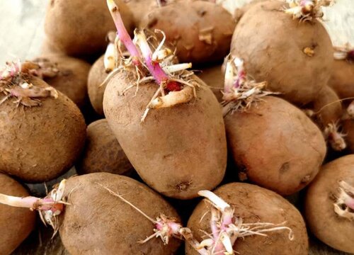 土豆怎么留种子