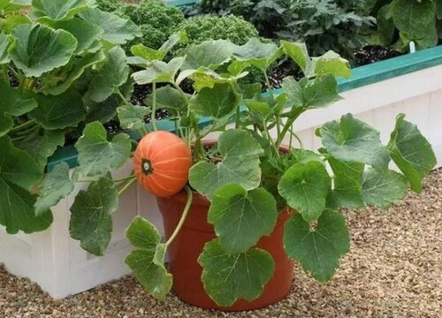 南瓜可以种在花盆里吗