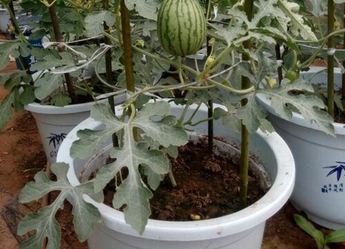 西瓜可以种在花盆里吗
