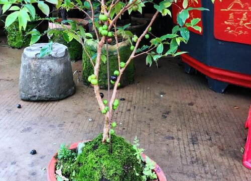 嘉宝果可以种在花盆里吗