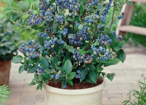 蓝莓可以种在花盆里吗