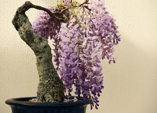 紫藤可以种在花盆里吗
