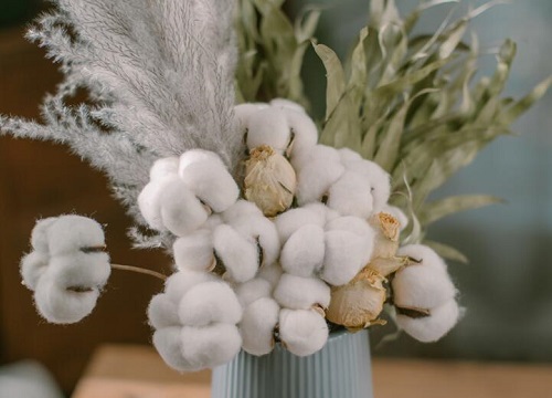 棉花可以种在花盆里吗