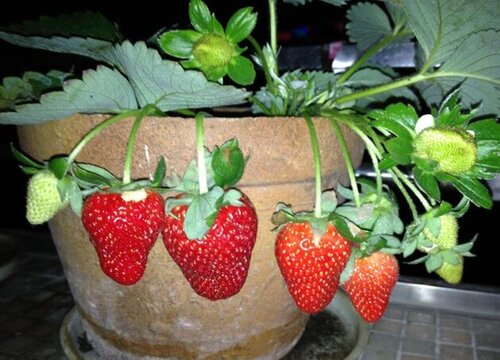 草莓可以种在花盆里吗