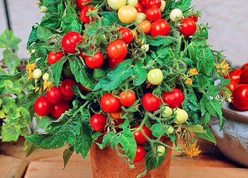小番茄可以种在花盆里吗