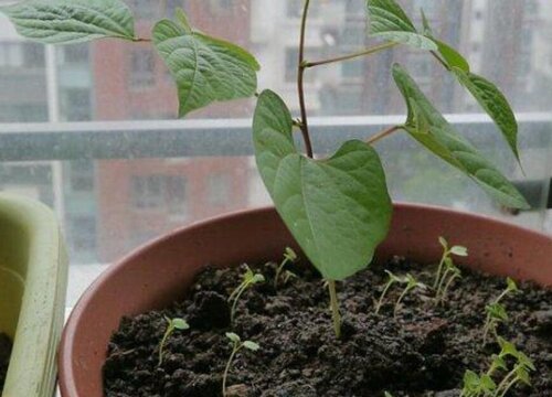扁豆可以种在花盆里吗