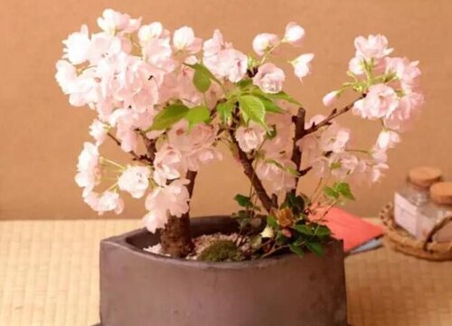 樱花可以种在花盆里吗