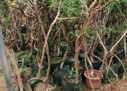 凌霄花老桩养殖方法和养护事项