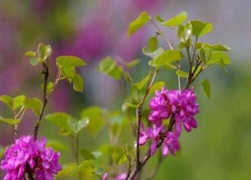 紫荆花可以种在院子里吗