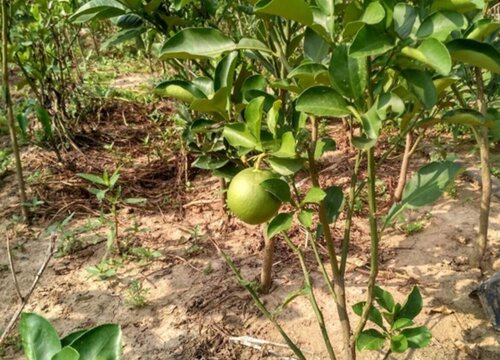 柚子树可以种在院子里吗