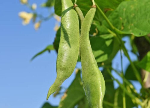 扁豆的种植方法和时间