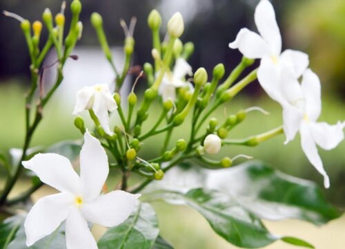 丛生花卉有哪些 植物说