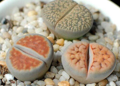 生石花可以用沙子种吗