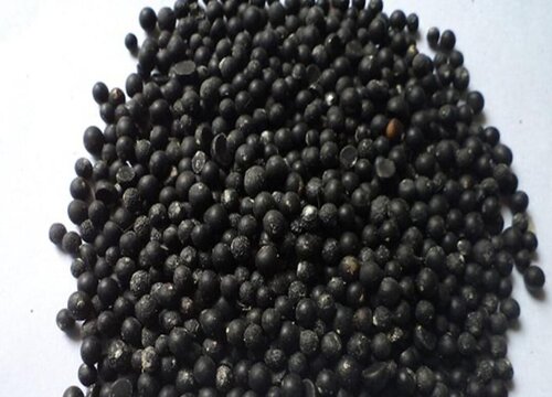 芦笋种子怎么来的