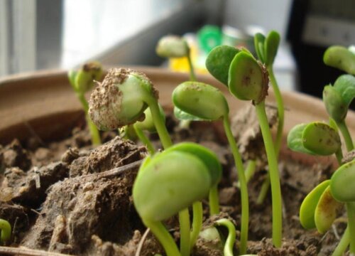黄豆可以种在土里吗
