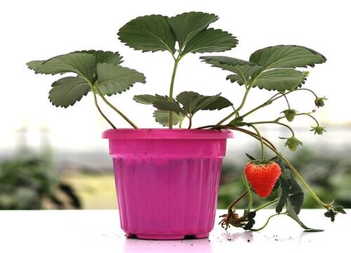草莓可以种在室内吗