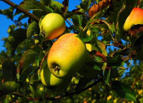 苹果树几年结果实