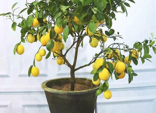 盆栽柠檬施什么肥最好