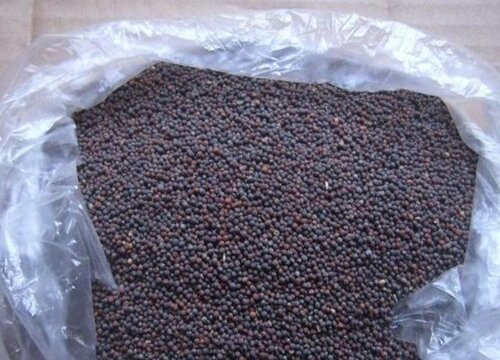 大白菜种子繁殖