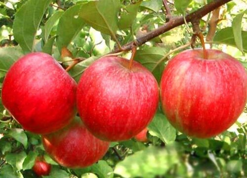 矮化苹果树几年结果实