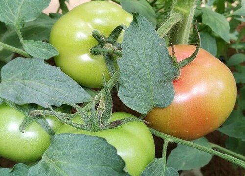 西红柿施什么肥最好