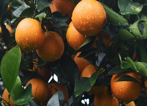 橙子树施什么肥最好