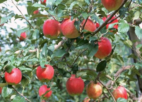 苹果树施什么肥最好