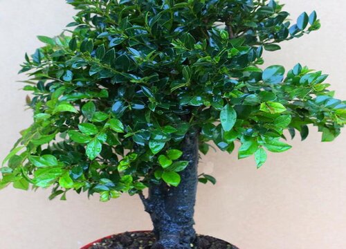 黑骨香施什么肥最好 植物说