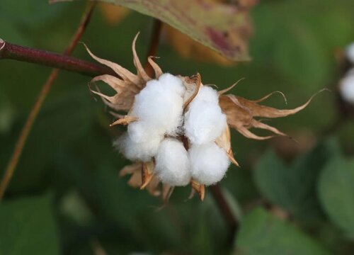 棉花生长条件和特性