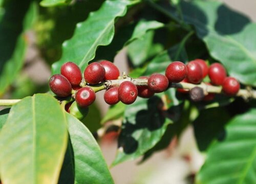 咖啡生长条件和特性