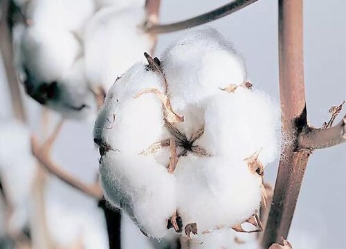 新疆棉花生长条件和特性