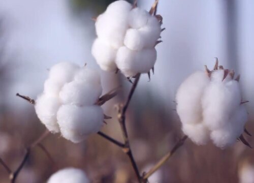 长绒棉生长条件和特性