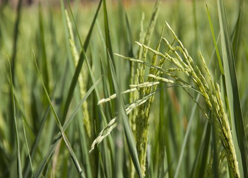 水稻生长条件和特性