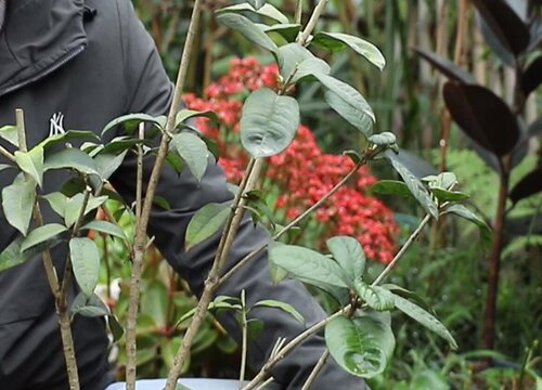 桂花树怎么修剪 修剪时间与方法 植物说