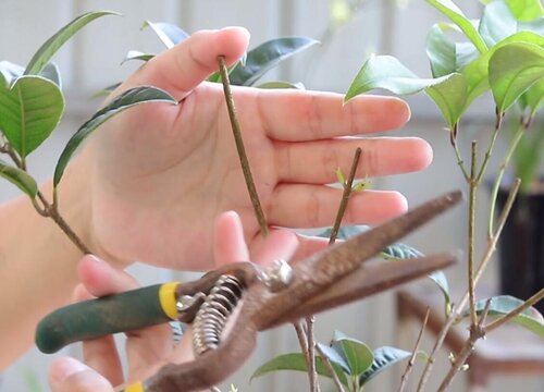 桂花树怎么修剪 修剪时间与方法 植物说