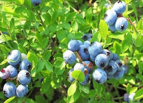 蓝莓树生长条件和特性