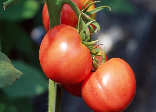 番茄生长条件和特性