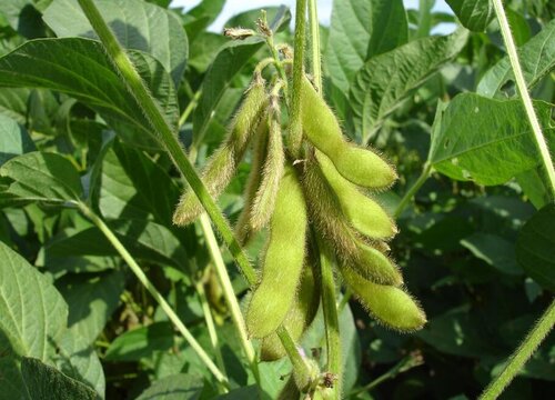 大豆生长条件和特性