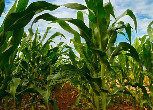 玉米生长条件和特性