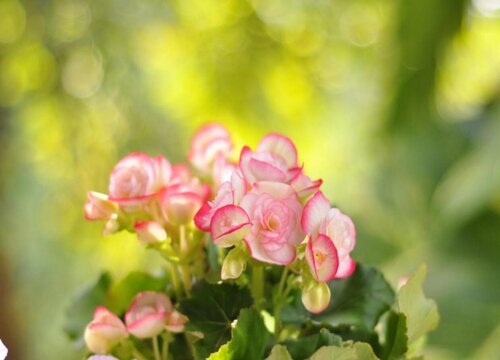 海棠花生长条件和特性