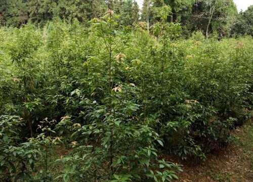 金丝楠木生长条件和特性