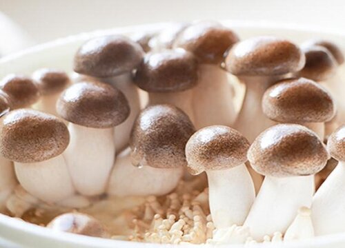 蘑菇生长条件和特性