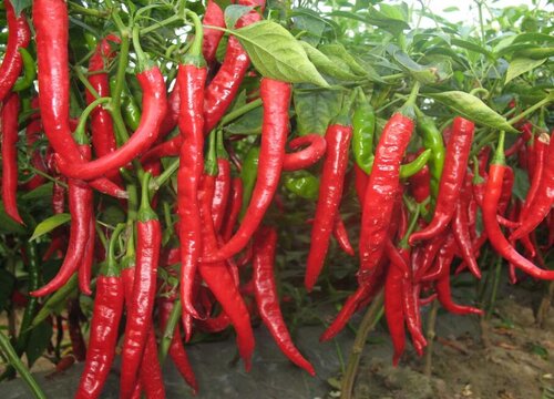 辣椒生长条件和特性