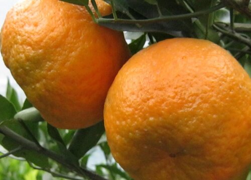 柑橘生长条件和特性