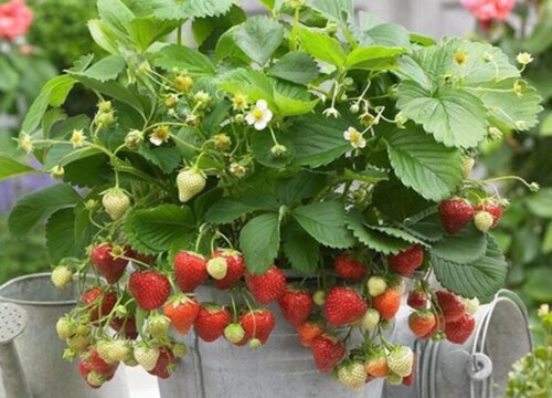 草莓生长条件和特性