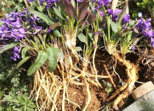 紫花地丁的根能吃吗