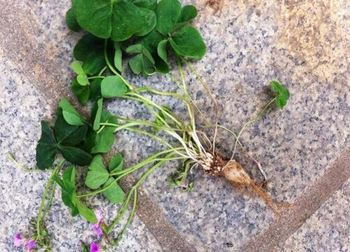 又叫做酸酸草,酸咪咪等,它的根是可以吃的,这种植物的全草均可食用
