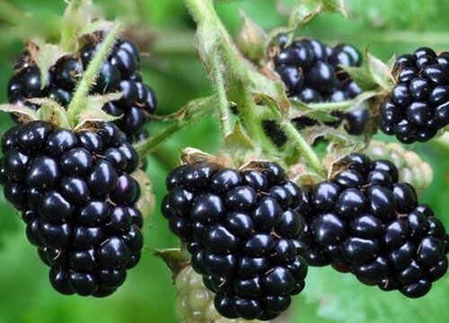 黑树莓几年结果实