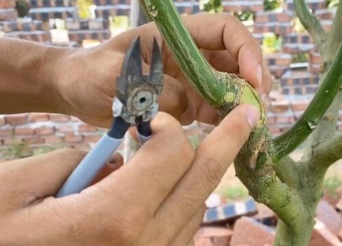 柚子树主要在夏末修剪,建议在8月底,因为夏季高温,柚子生长都是比较慢